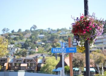 Paradise drive sign with flowers