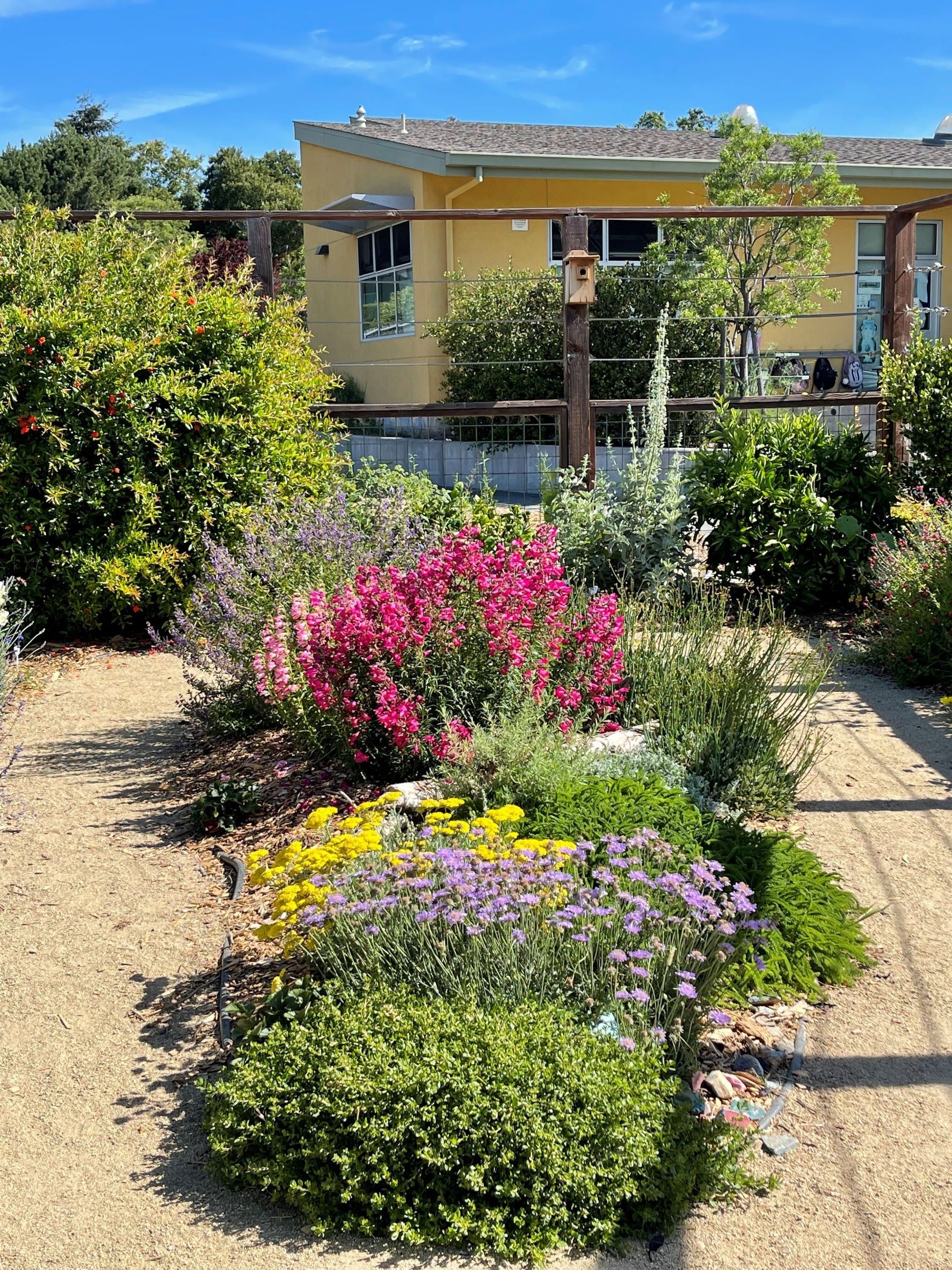 A lush colorful garden with native and drought resistant plants in front of a yellow house 